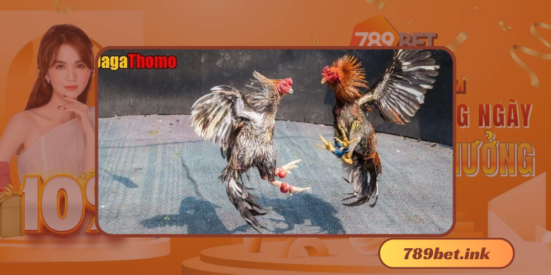 Đá Gà Thomo Là Gì?