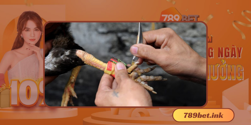 Đá Gà Cựa Dao - Trò Chơi Giải Trí Mang Nét Quê Hương