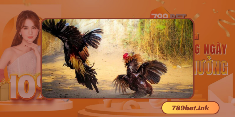 Đá Gà Thomo Là Gì?