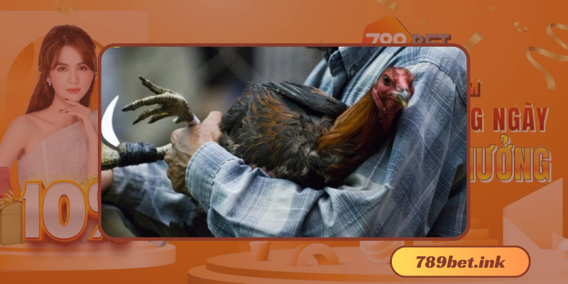 Đá Gà Cựa Dao - Trò Chơi Giải Trí Mang Nét Quê Hương