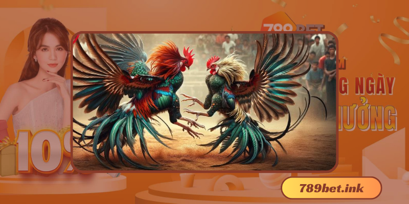 Đá Gà Thomo Là Gì?