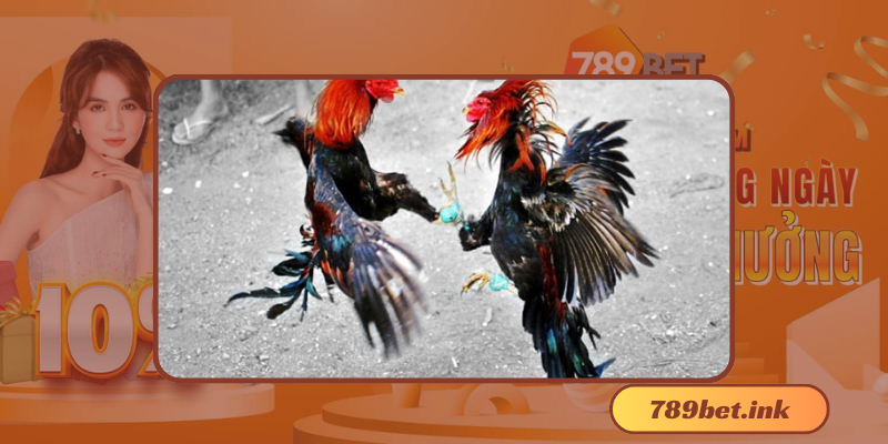 Lý do đá gà cựa sắt được yêu thích