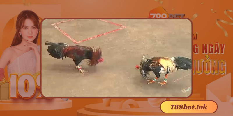 Cách chơi gà đá thomo