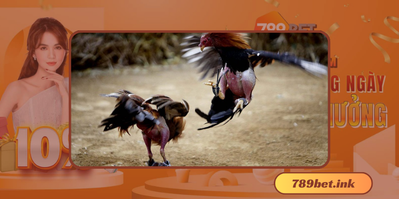 Những câu hỏi thường gặp