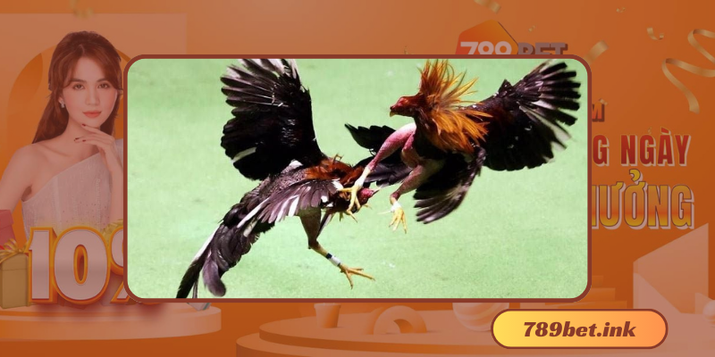 Những điều đặc biệt trong gà đá thomo